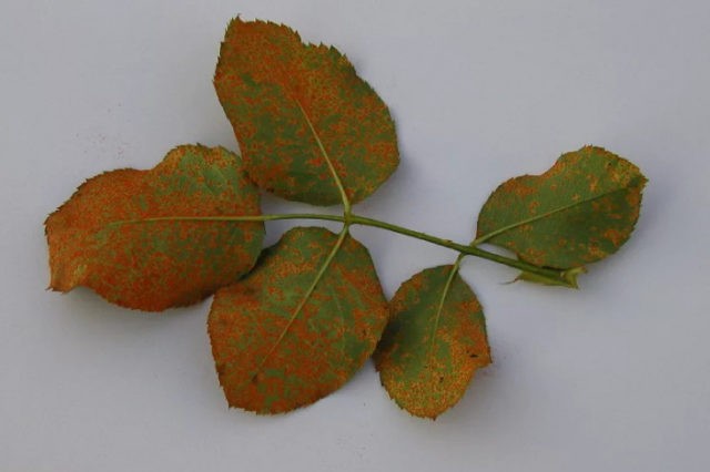 Rusty spots on rose leaves: what they look like, how to treat