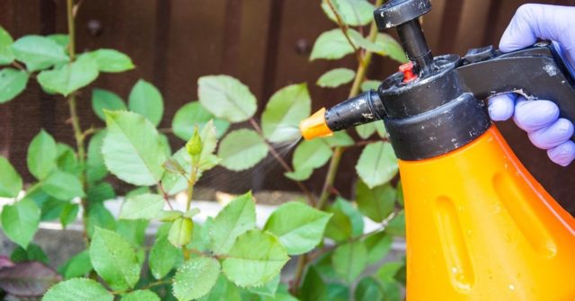 Rusty spots on rose leaves: what they look like, how to treat