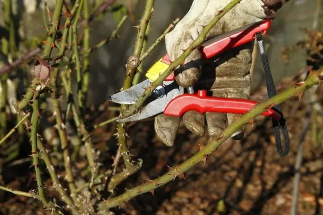 Rusty spots on rose leaves: what they look like, how to treat