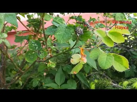 Rusty spots on rose leaves: what they look like, how to treat