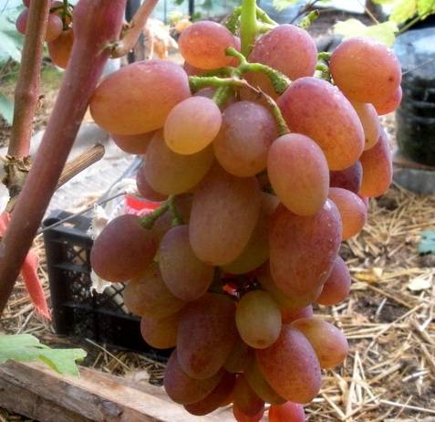 Ruta grape variety: photo and description