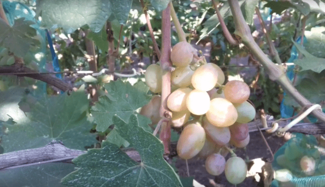 Ruta grape variety: photo and description