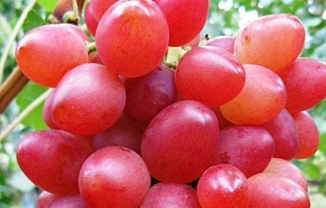 Ruta grape variety: photo and description