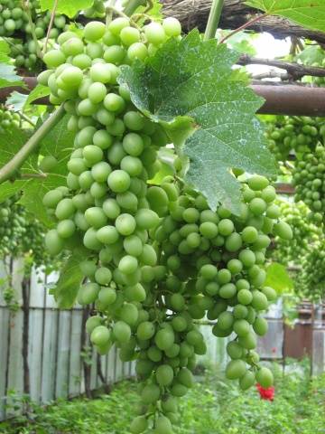 Ruta grape variety: photo and description