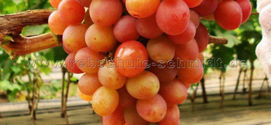 Ruta grape variety: photo and description