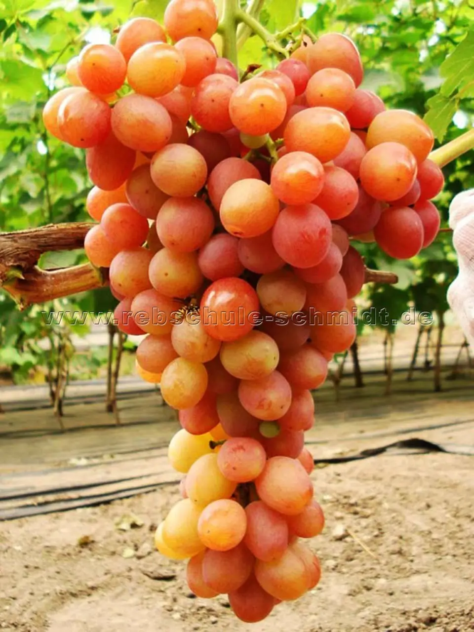 Ruta grape variety: photo and description