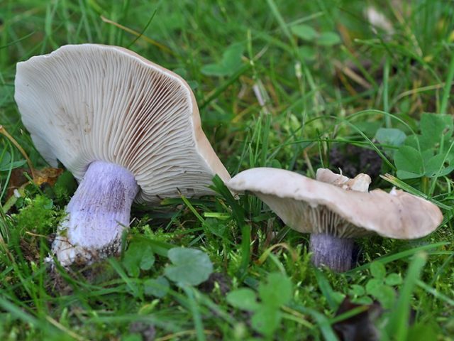 Ryadovka blue foot (Lilovonogaya): description and photo