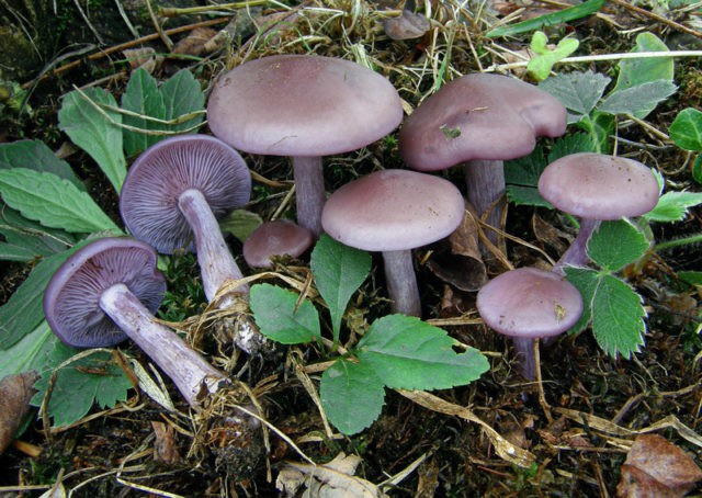 Ryadovka blue foot (Lilovonogaya): description and photo