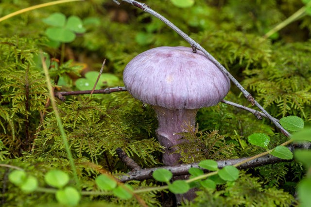 Ryadovka blue foot (Lilovonogaya): description and photo