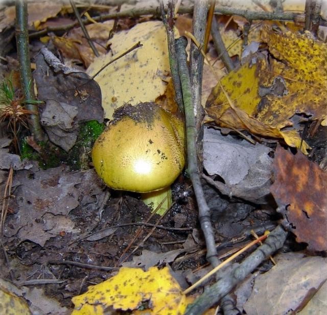 Ryadovka greenfinch: photo and description, cooking