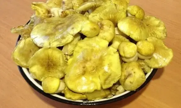 Ryadovka greenfinch: photo and description, cooking