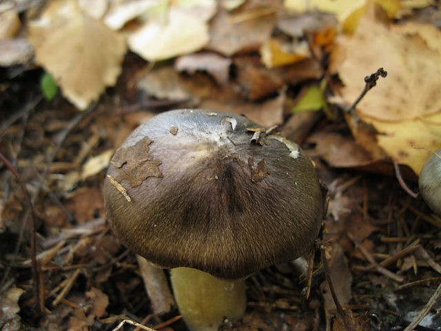 Ryadovka Gulden: photo and description of the mushroom