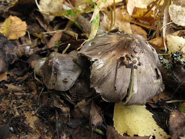 Ryadovka Gulden: photo and description of the mushroom