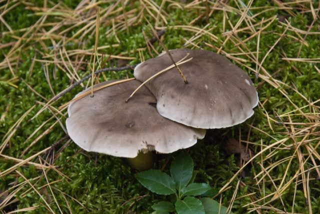 Ryadovka Gulden: photo and description of the mushroom