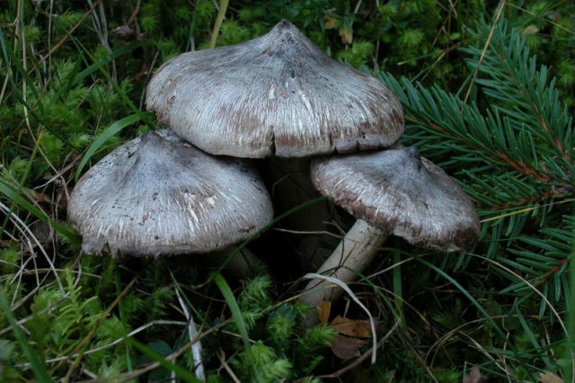 Ryadovka Gulden: photo and description of the mushroom