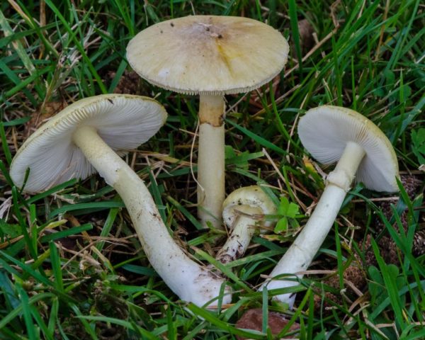 Ryadovka Gulden: photo and description of the mushroom