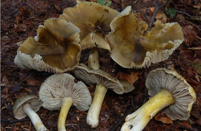 Ryadovka Gulden: photo and description of the mushroom