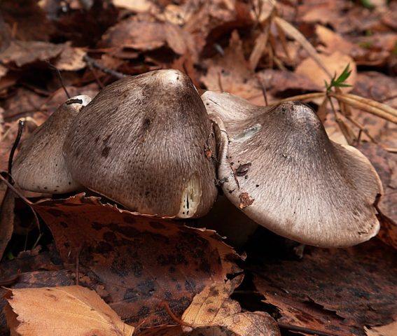 Ryadovka Gulden: photo and description of the mushroom