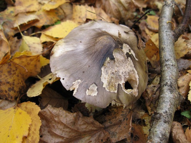 Ryadovka Gulden: photo and description of the mushroom