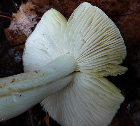 Ryadovka Gulden: photo and description of the mushroom