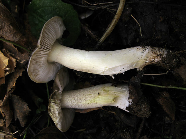 Ryadovka Gulden: photo and description of the mushroom