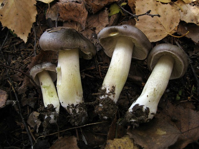 Ryadovka Gulden: photo and description of the mushroom