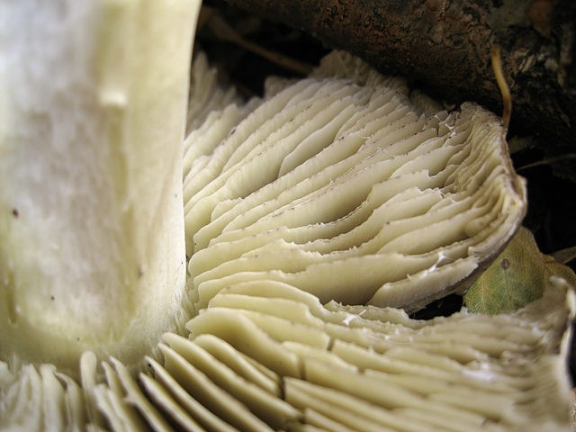 Ryadovka Gulden: photo and description of the mushroom