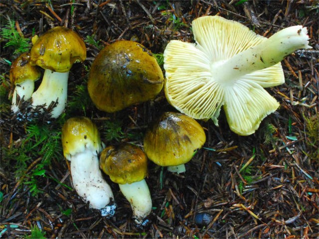 Ryadovka Gulden: photo and description of the mushroom