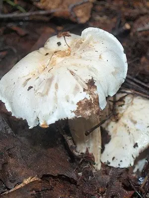 Ryadovka pigeon (bluish): photo and description of the fungus