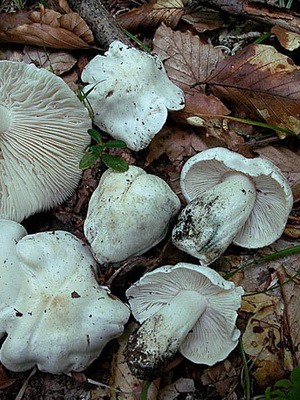 Ryadovka pigeon (bluish): photo and description of the fungus