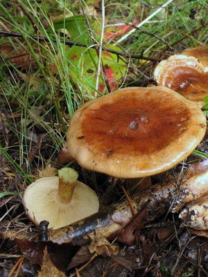 Ryadovka red: description and photo of a conditionally edible mushroom