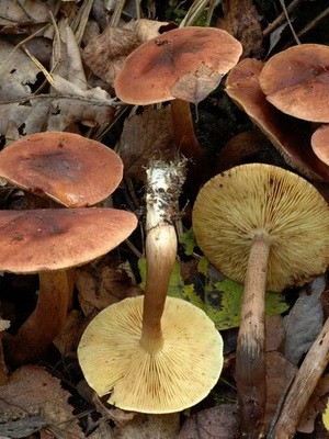 Ryadovka red: description and photo of a conditionally edible mushroom
