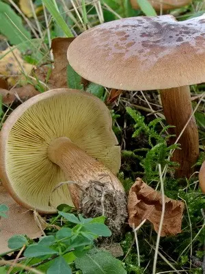 Ryadovka red: description and photo of a conditionally edible mushroom