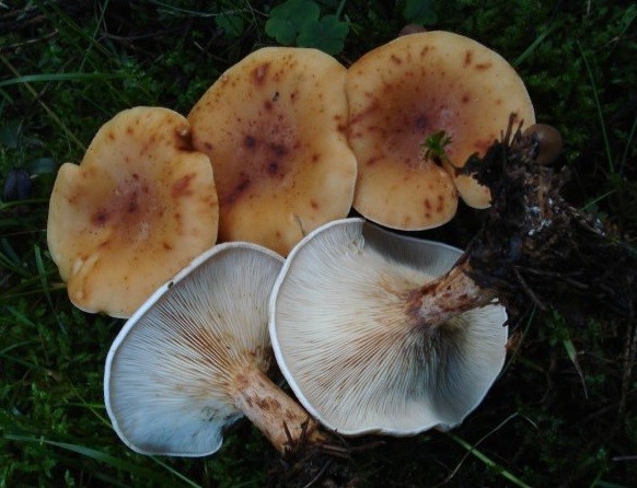 Ryadovka water-spotted (brown-yellow talker): where it grows, what it looks like