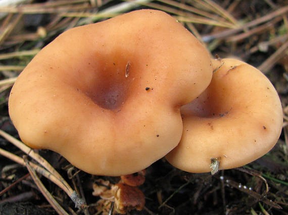 Ryadovka water-spotted (brown-yellow talker): where it grows, what it looks like