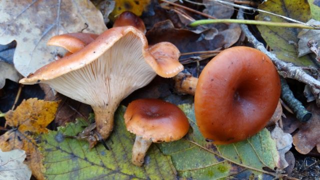 Ryadovka water-spotted (brown-yellow talker): where it grows, what it looks like