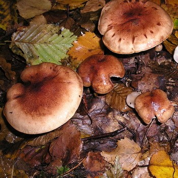 Ryadovka water-spotted (brown-yellow talker): where it grows, what it looks like