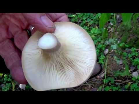 Ryadovka water-spotted (brown-yellow talker): where it grows, what it looks like