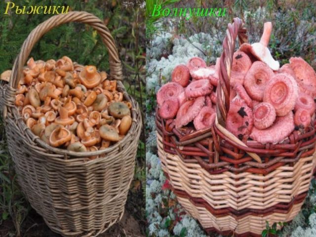 Ryzhik and volnushki: difference in photo, similarity