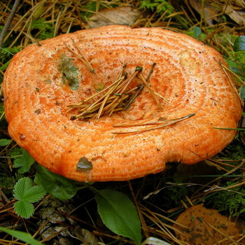 Ryzhiki - edible mushrooms: photo and description