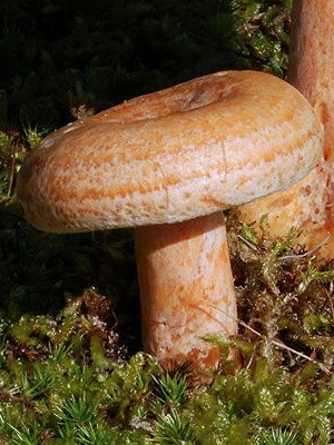 Ryzhiki - edible mushrooms: photo and description