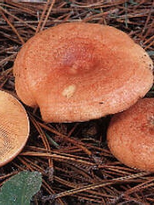 Ryzhiki - edible mushrooms: photo and description