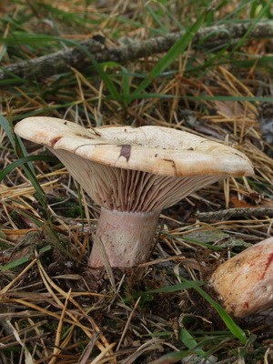 Ryzhiki - edible mushrooms: photo and description