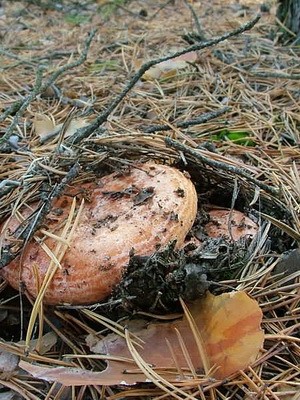 Ryzhiki - edible mushrooms: photo and description