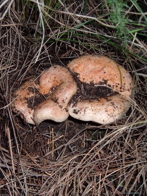 Ryzhiki - edible mushrooms: photo and description