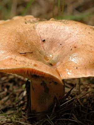 Ryzhiki - edible mushrooms: photo and description