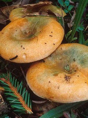 Ryzhiki - edible mushrooms: photo and description