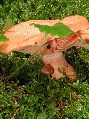 Ryzhiki - edible mushrooms: photo and description