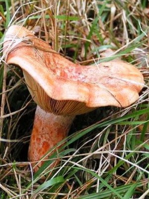 Ryzhiki - edible mushrooms: photo and description