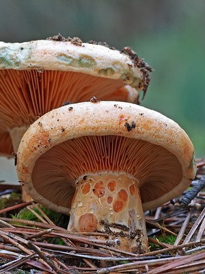 Ryzhiki - edible mushrooms: photo and description